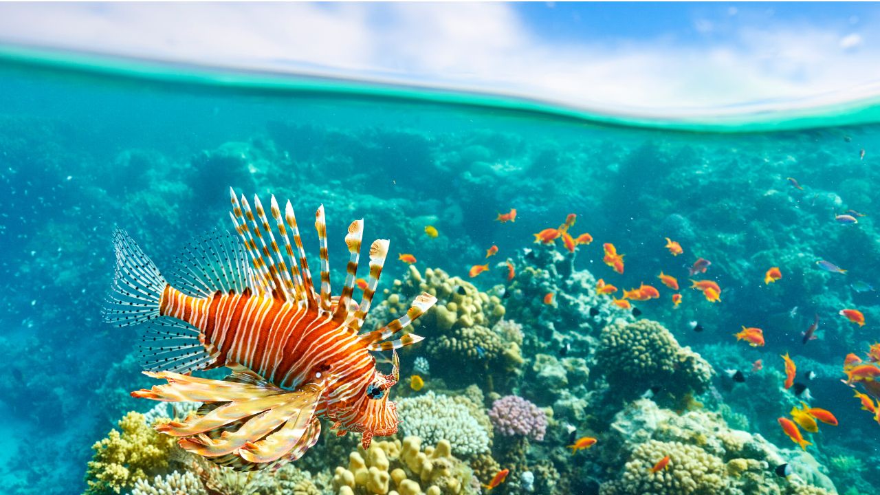 Egito - Passeio de Barco com Snorkeling no Mar Vermelho (Sharm El Sheikh)